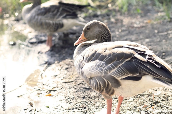Obraz Goose preening its feathers