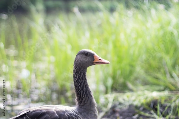 Obraz Goose on grass background looks