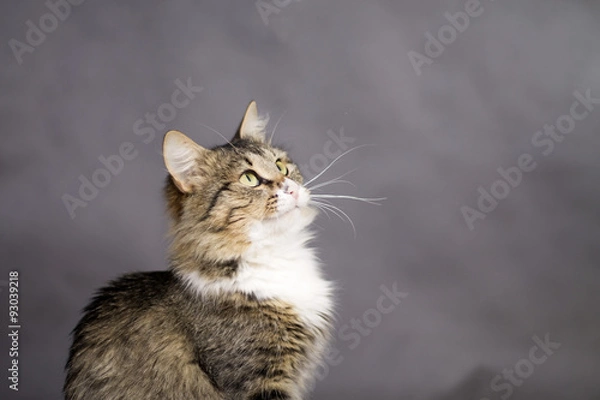 Obraz beautiful fluffy cat looking up