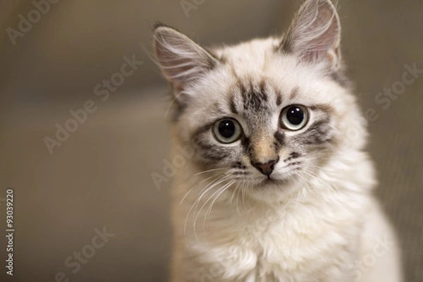 Obraz pensive look beautiful cat