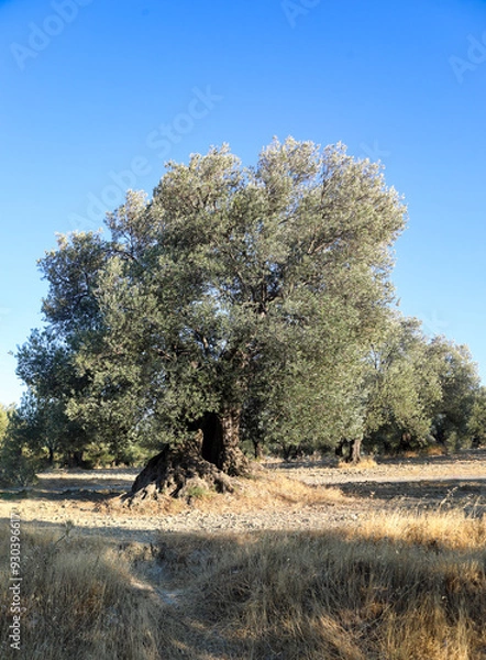 Fototapeta 800 years old olive tree