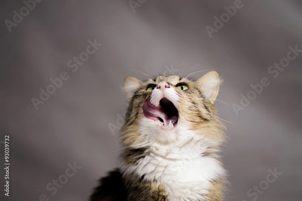 Obraz beautiful cat looking up and licked