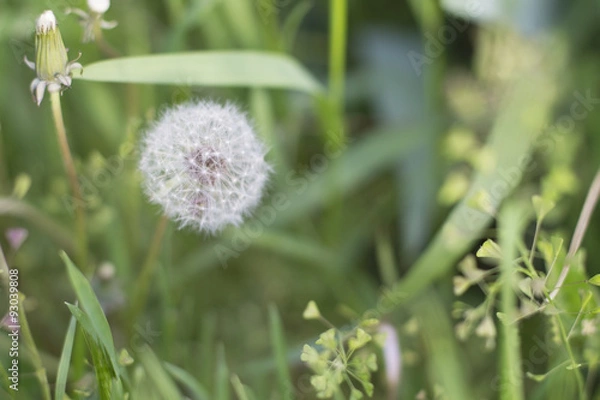 Obraz White dandelion in the grass background