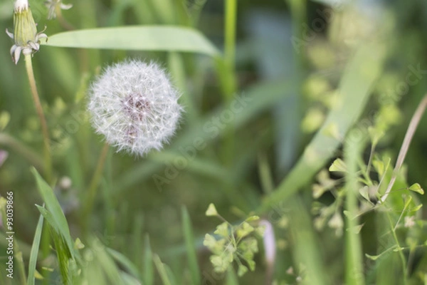 Obraz White dandelion in the grass background
