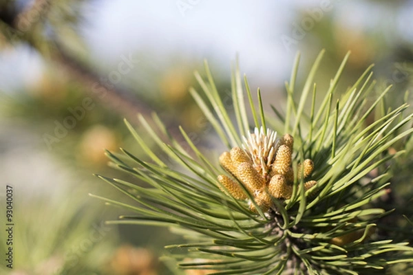 Obraz Branch conifer with needles