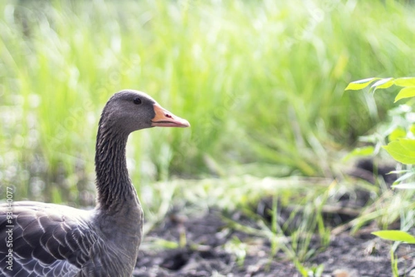Obraz Goose on grass background looks
