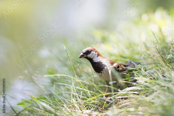 Obraz Bird sparrow on the grass
