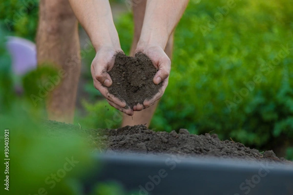 Fototapeta a man holds soil in his hands close-up. Selective focus