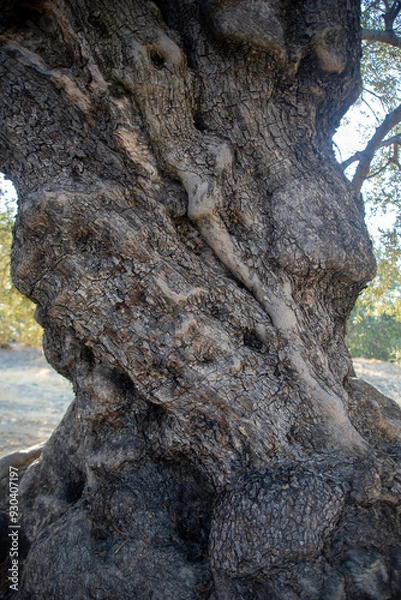 Fototapeta Old olive tree trunk pattern