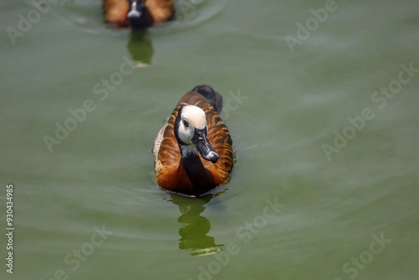 Fototapeta The White-faced Whistling Duck is swimming in the river