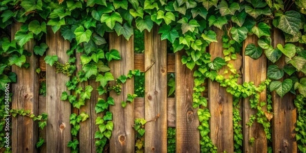 Fototapeta Rustic wooden fence completely covered in lush green ivy vines blending beautifully with nature outdoors