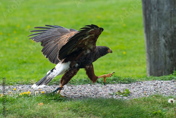 Obraz Harris's hawk
