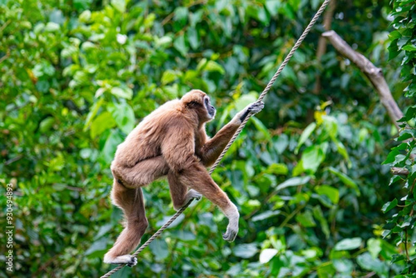 Obraz Lar gibbon
