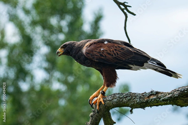 Obraz Harris's hawk