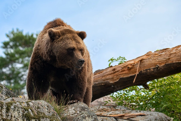 Obraz Brown bear 