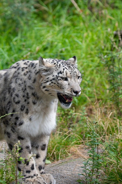 Fototapeta Snow leopard 