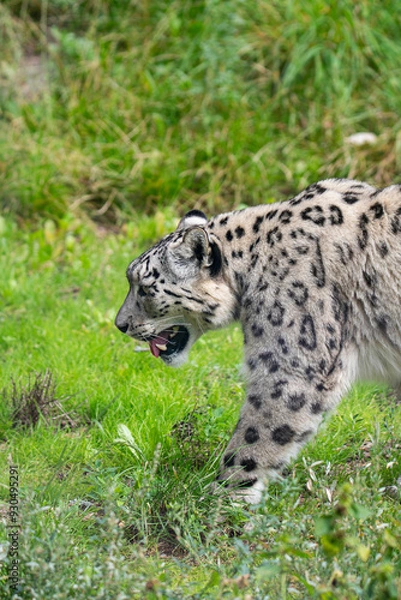 Obraz Snow leopard 