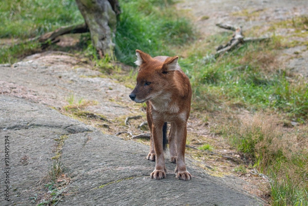Obraz Dhole