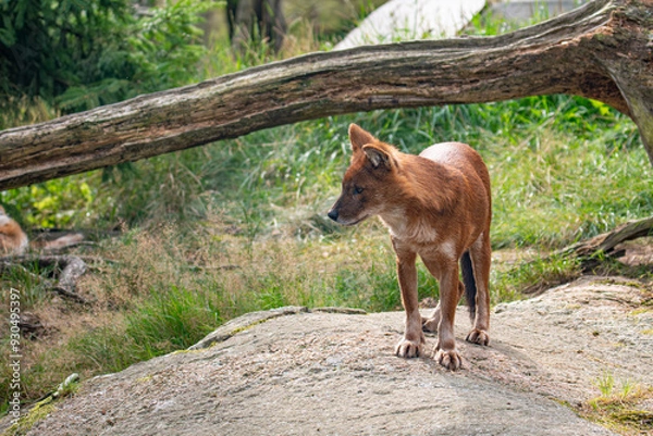 Obraz Dhole