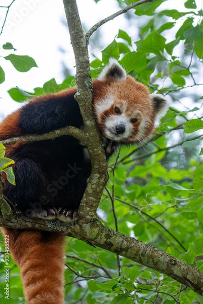 Obraz Red panda