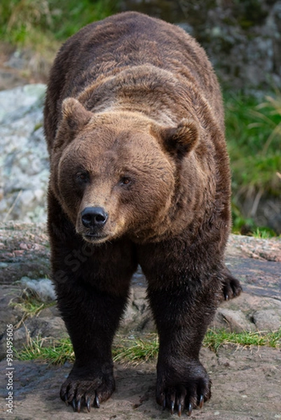 Obraz Brown bear 