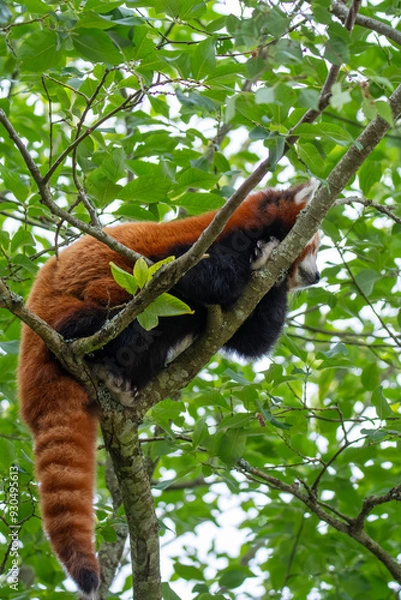 Obraz Red panda