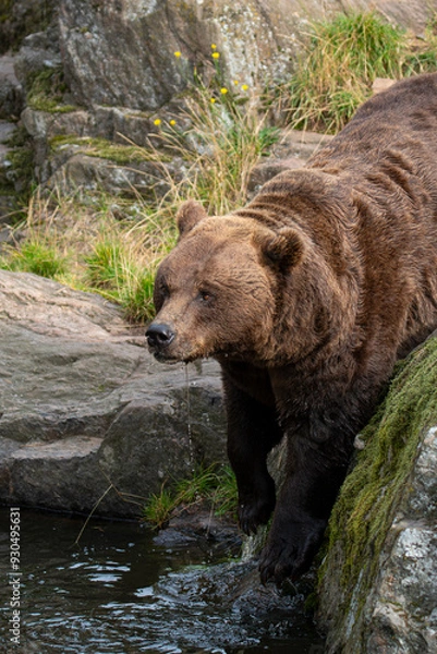 Obraz Brown bear 