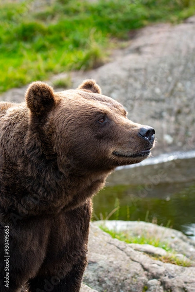 Obraz Brown bear 