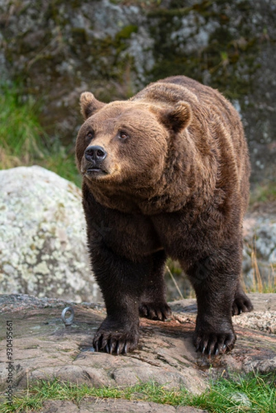 Obraz Brown bear 