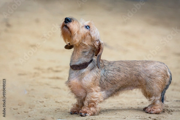 Fototapeta Close-up portrait of a Wire-haired Dachshund dog on a walk in the sand