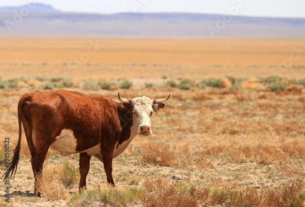 Obraz Cow in the Desert