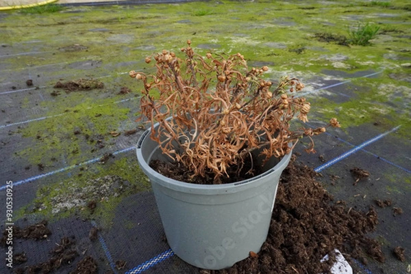 Fototapeta A withered flower with dry branches in a cup shows signs of neglect and dehydration