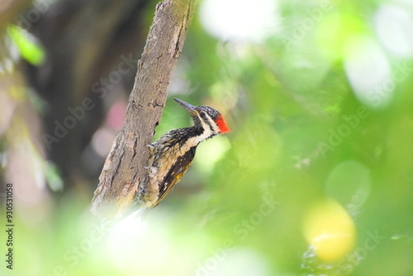 Obraz woodpecker on a tree