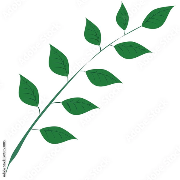 Obraz green leaves isolated on white background