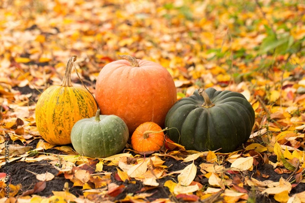 Fototapeta Still life of a group of different pumpkins of different sizes and shapes on a bright autumn leaf