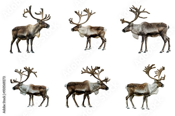 Fototapeta Six Reindeer with Antlers Standing on a Transparent Background