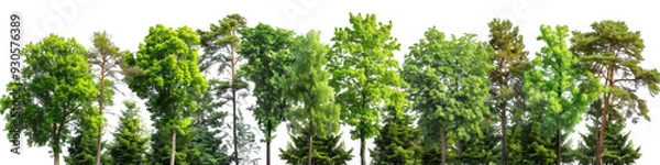 Obraz Dense Forest with Green Trees