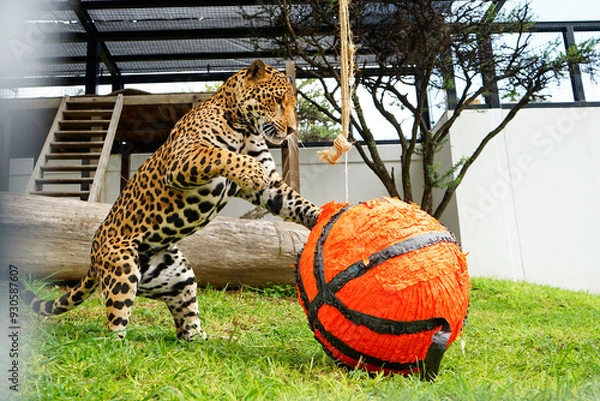 Obraz jaguar jugando