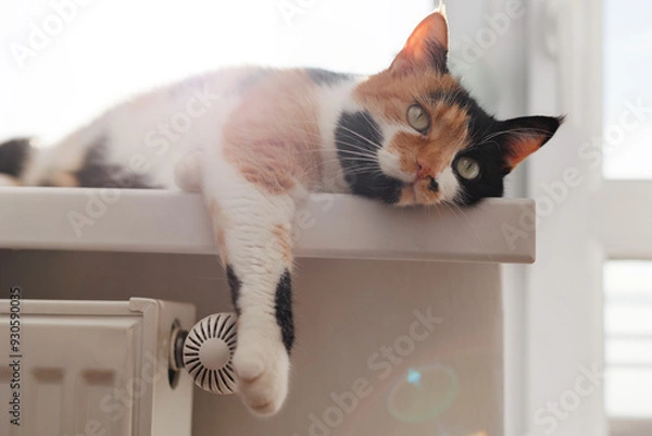 Fototapeta Tricolor cat lounging on a windowsill, enjoying the warmth of a sunny afternoon