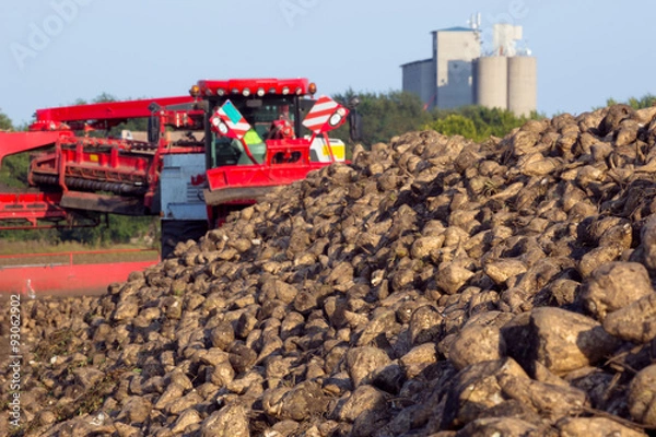 Obraz Sugar beet harvest
