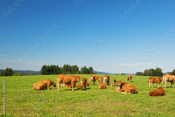 Fototapeta Limousin cows