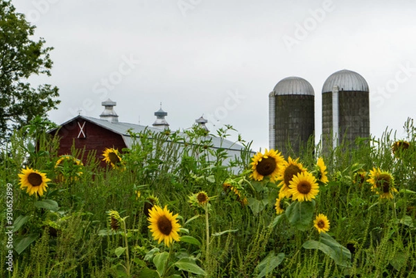 Obraz sunflowers and red barn