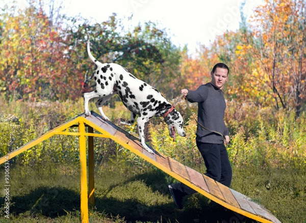 Obraz Dalmatian dog in nature