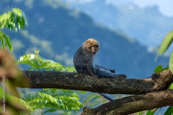 Fototapeta Affe am Baum