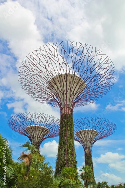 Fototapeta Big trees