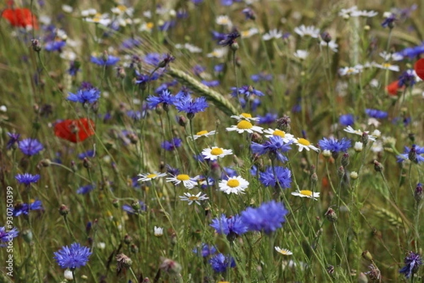 Fototapeta Mohn, Getreide, Kamille, Kornblume