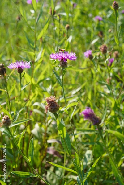 Fototapeta Pink meadow cornflower or Centaurea jacea purple flower isolated with a hoverfly in the center, vertical image, side view, close-up. Brown knapweed of lilac or lavender violet color grows in the wild.