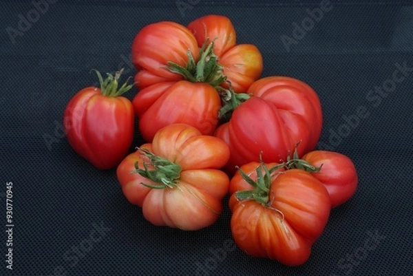 Obraz Frische, rote Fleischtomaten der Sorte Oxheart auf schwarzem Hintergrund.