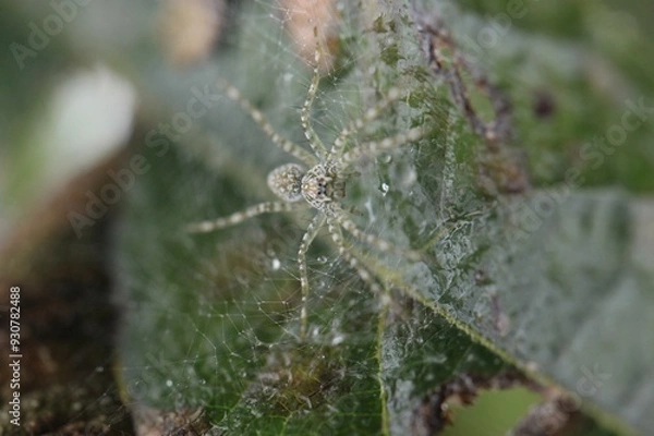 Fototapeta spider on web