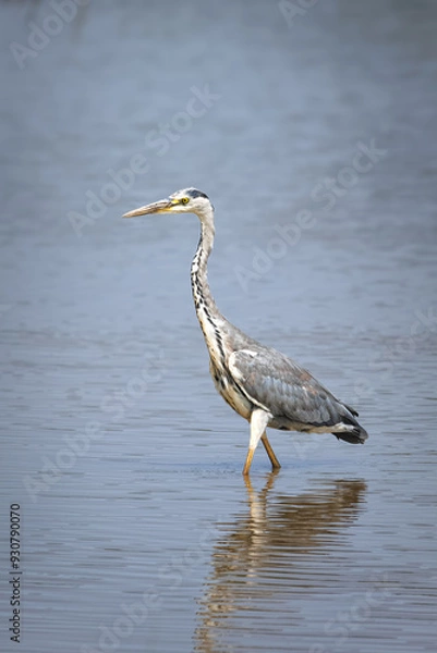 Obraz Grey Heron striding through water.